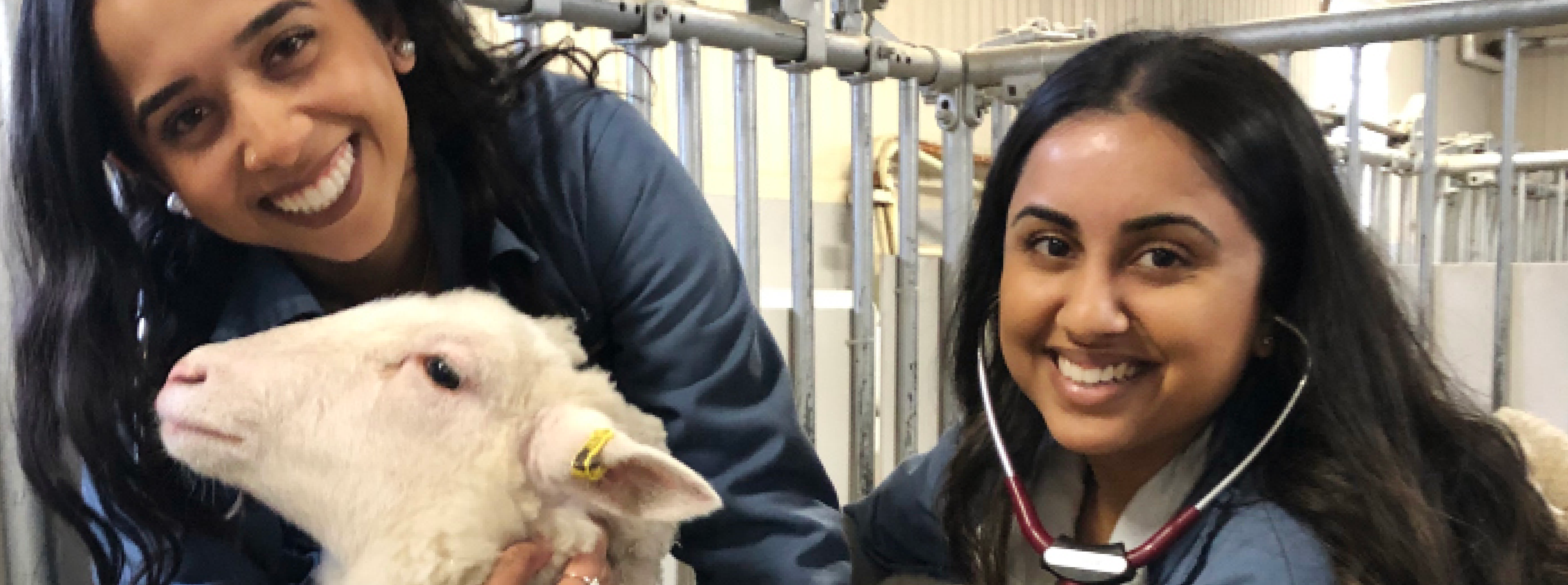 Veterinary Medicine and Public Health at U of Guelph - link to brochure