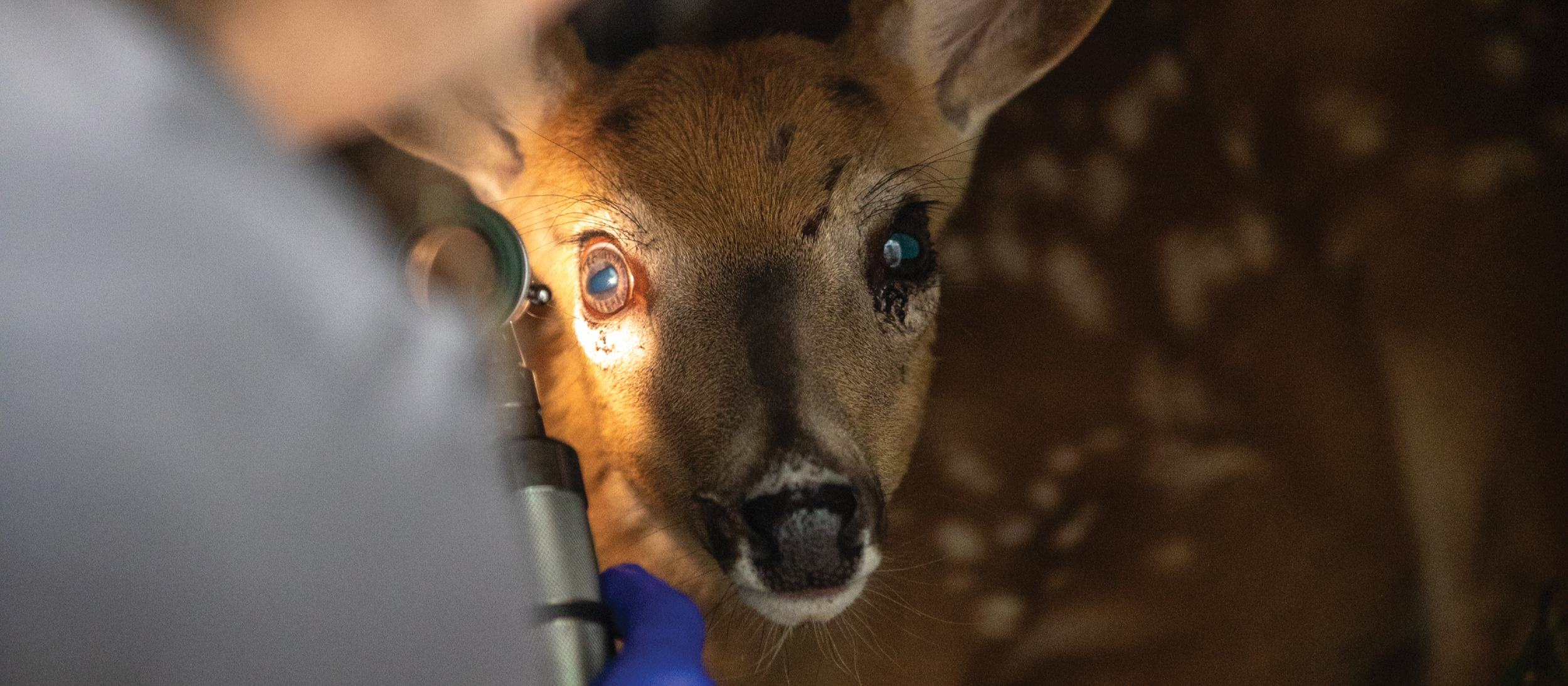 Close up of a vet checking a fawn's eye