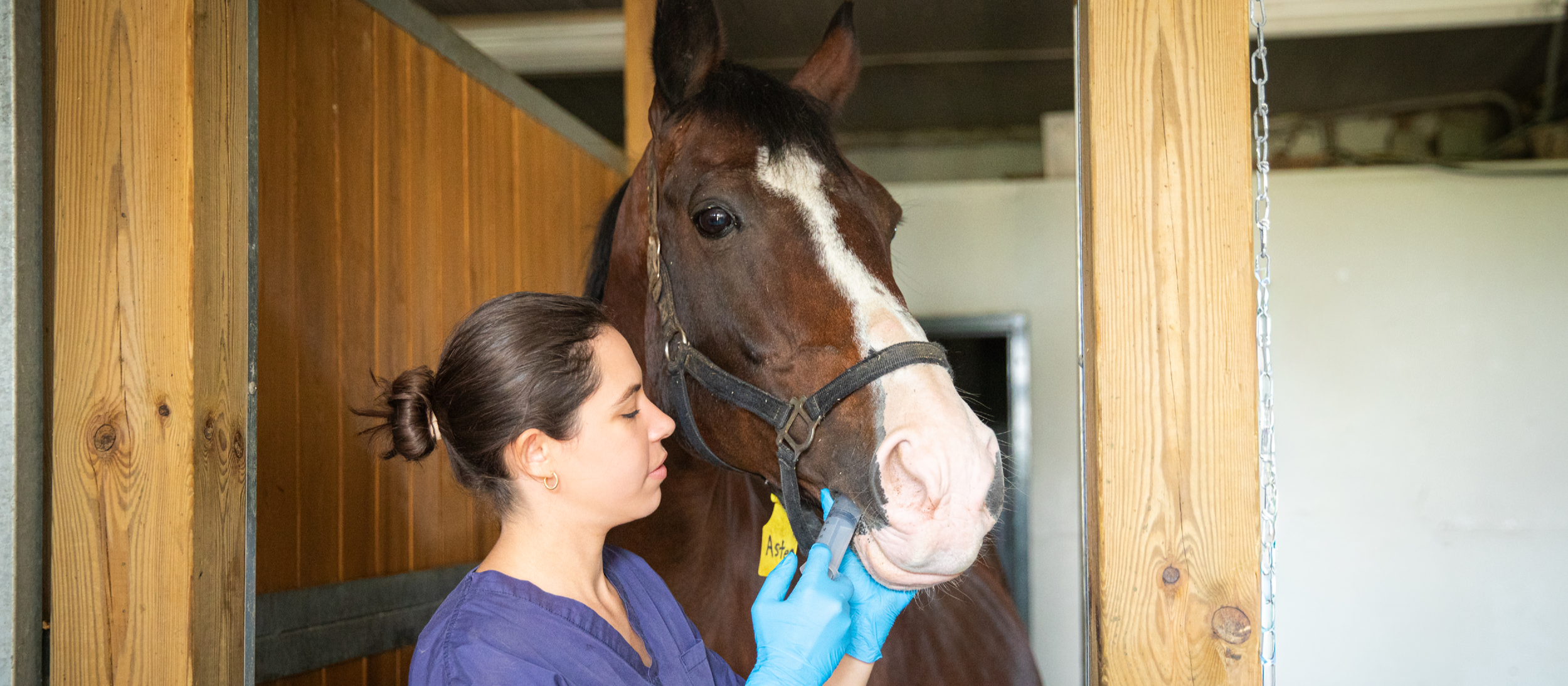 Vet attending to a horse