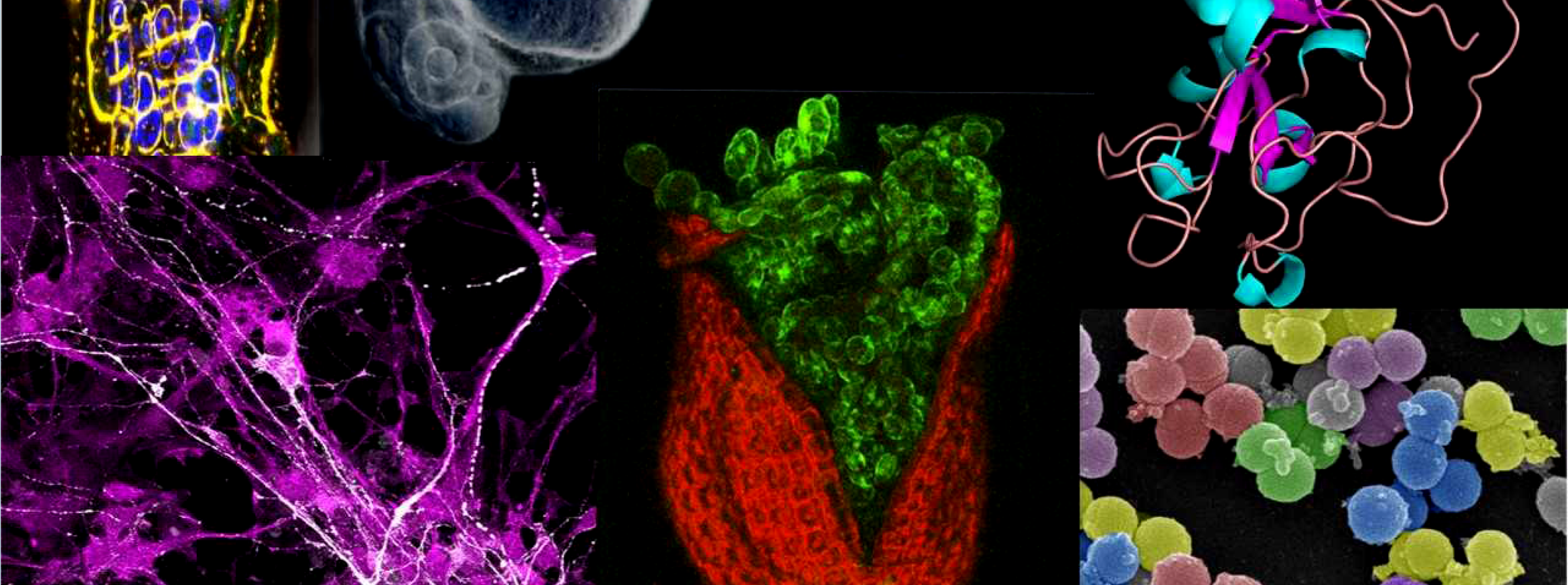 Molecular and Cellular Biology at U of Guelph - link to brochure