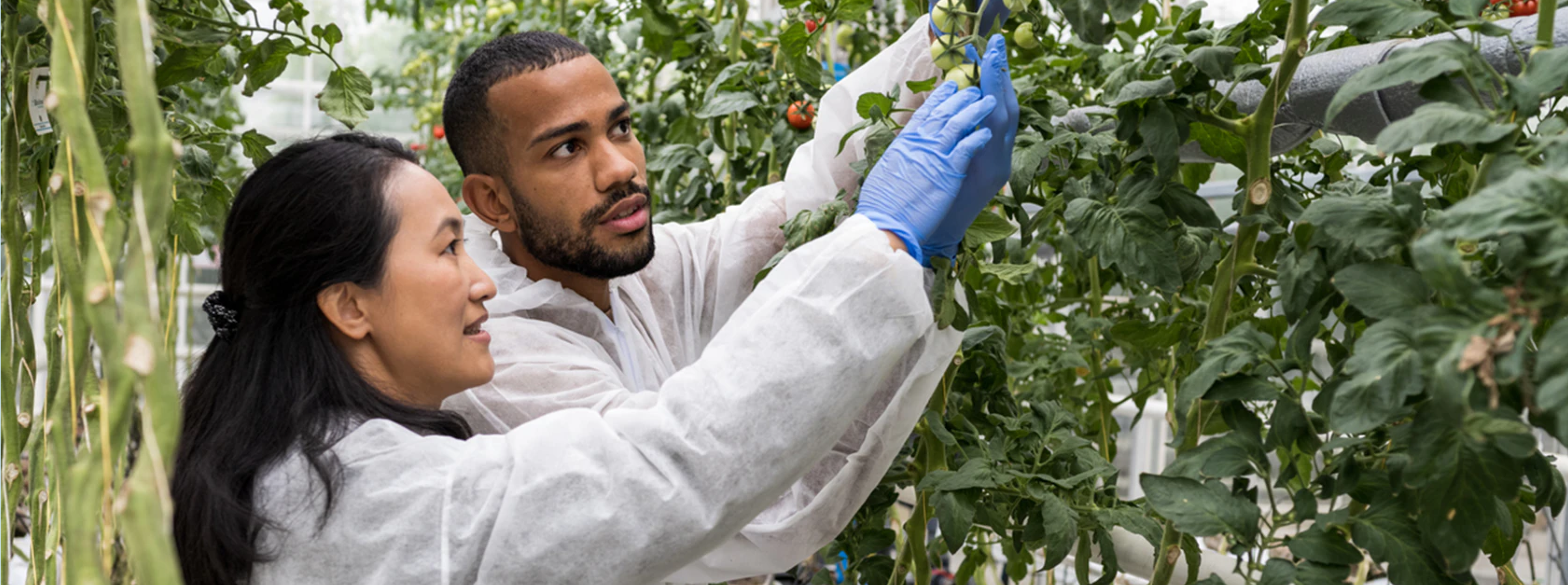 Sustainable Agriculture at U of Guelph - link to brochure