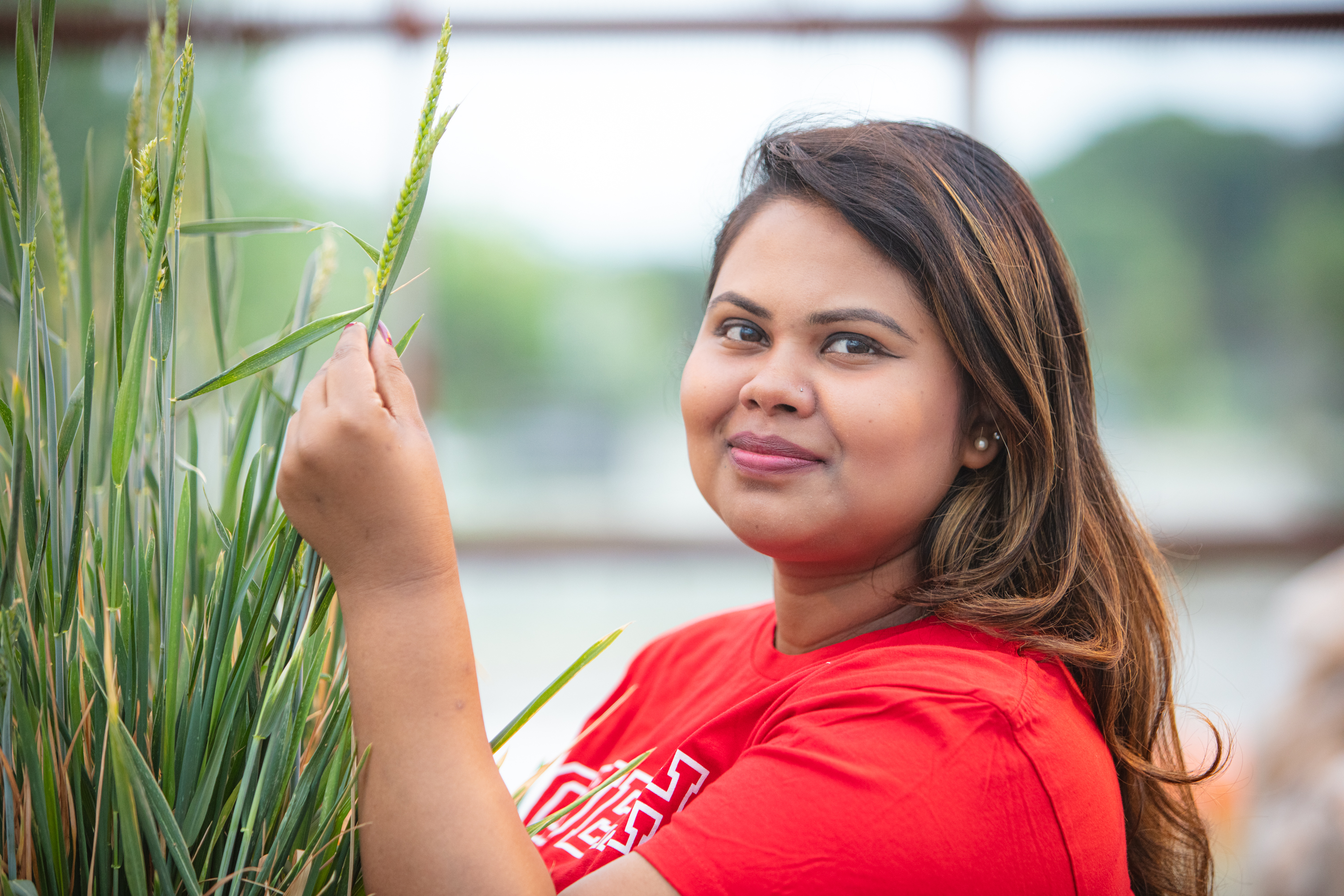 PhD Plant Agriculture at U of Guelph grad student Ishrat Zahan looks at wheat in the greenhouse