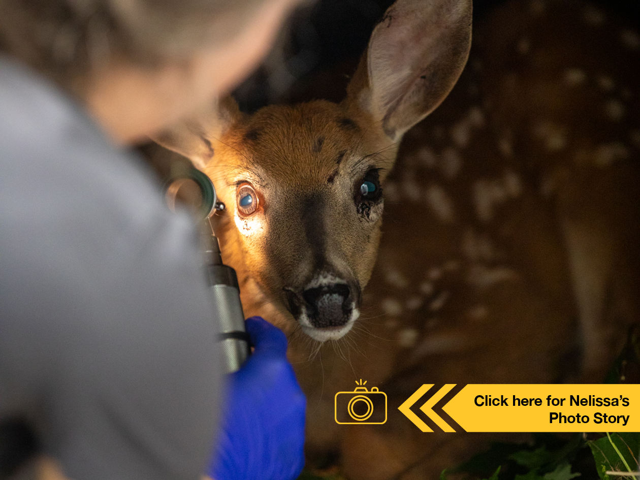Dr. Nellissa Stalenhoef, DVM | Phd Integrative Biology + One Health examines an injured deer
