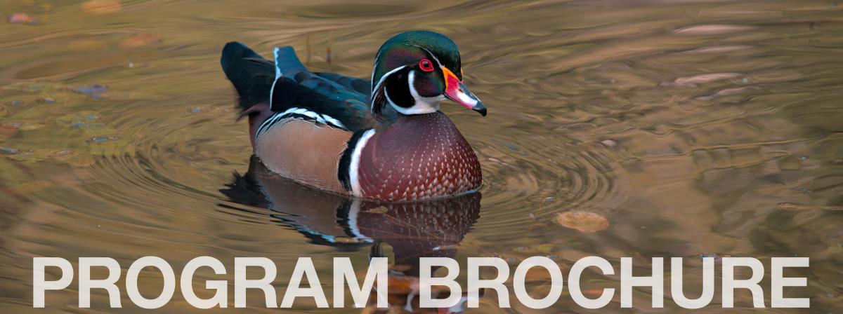 A wood duck on water