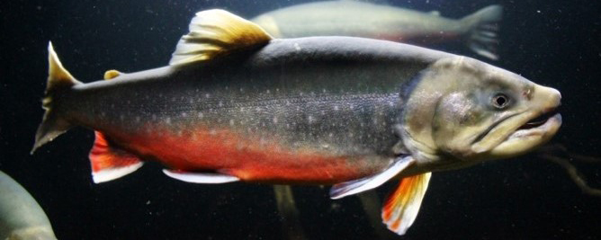 Fish swimming under water